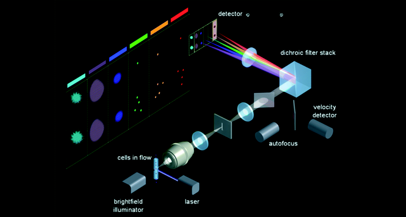 فرم اطلاعات FLOWCYTOMETRY